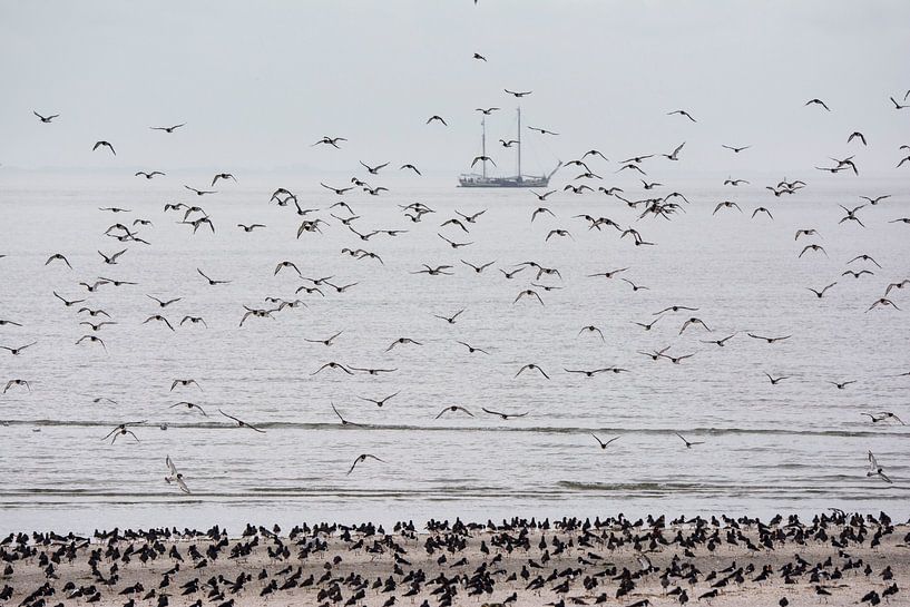 Oystercatchers looking for dry areas during rising tide by Bianca Fortuin