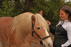 Fotoshooting mit hellbraunem Haflinger mit beiger Mähne