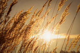 Goldgelbes, trockenes Gras im Licht der untergehenden Sonne