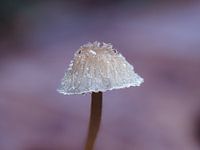 Chapeau de glace