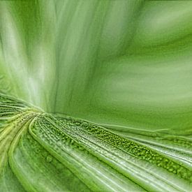 Groen blad | kamerplant van Marianne Twijnstra