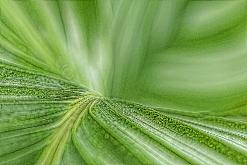 Grünes Blatt | Zimmerpflanze von Marianne Twijnstra