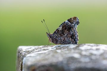 Vlinder von Paul Glastra Photography