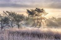 Frosty morning Beegderheide van Peschen Photography thumbnail