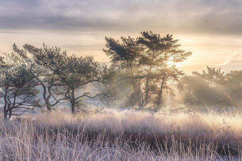 Frosty morning Beegderheide van Peschen Photography