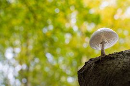 Porcelain fungus from below in Waterloop forest by Bianca Fortuin