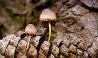 Kiefernzapfen mit Pilzen von Sran Vld Fotografie Miniaturansicht