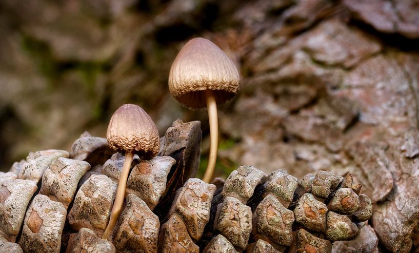 Herfstgevoel dennenappel & paddenstoelen van Sran Vld Fotografie