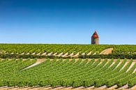 wijngaard in de Franse regio Charente, in de buurt van de stad Cognac van gaps photography thumbnail