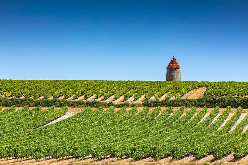 wijngaard in de Franse regio Charente, in de buurt van de stad Cognac van gaps photography