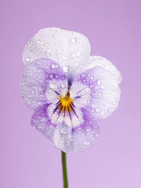 Porträt eines Veilchens (Pastellfarbe, weiß - violett mit Tröpfchen) von Marjolijn van den Berg