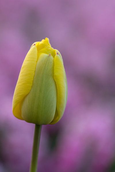 Gele tulp met paarse achtergrond. van Erik de Rijk