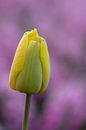 Gele tulp met paarse achtergrond. van Erik de Rijk thumbnail
