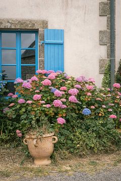 Hortensia's in Bretagne | Blauw raam | Frankrijk reisfotografie van HelloHappylife