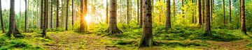 Ein Sommermorgen im Wald von Günter Albers