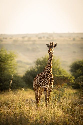 Giraffe in Kenya