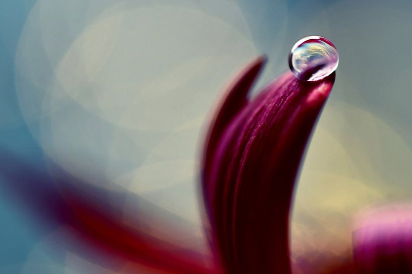Macro - Bilan2 par Angelique Brunas