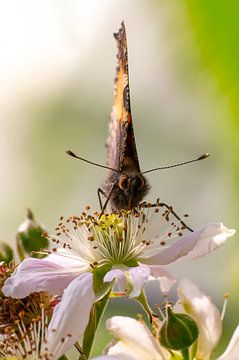 small tortoiseshell butterfly on a blackberry flower by Mario Plechaty Photography