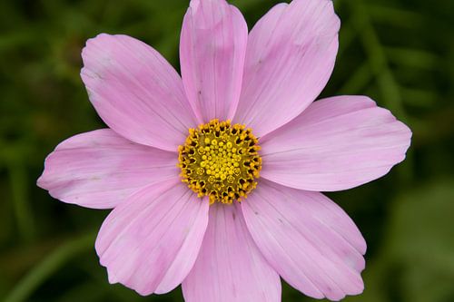 Field flower in autumn