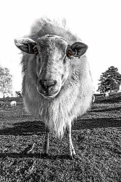 Mouton de bruyère de Drenthe. sur AGAMI Photo Agency