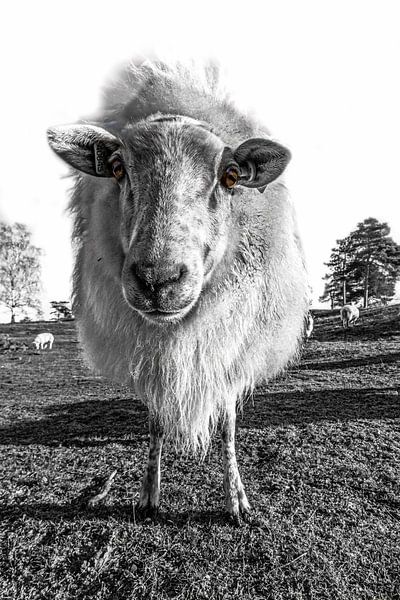 Mouton de bruyère de Drenthe. par AGAMI Photo Agency