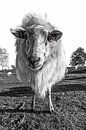 Mouton de bruyère de Drenthe. par AGAMI Photo Agency Aperçu