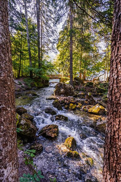 Vue entre deux arbres sur une rivière à fort courant par Dafne Vos
