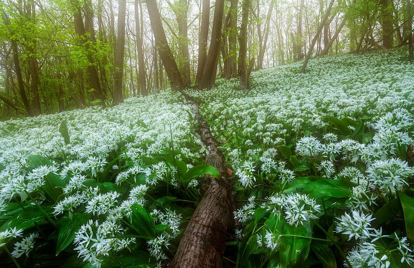Enchanted Forest by Olga Ilina