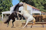 Vechtende paarden van Daphne Meijer thumbnail