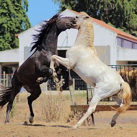 Vechtende paarden van Daphne Meijer