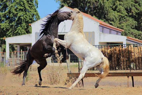 Vechtende paarden