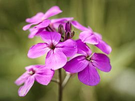 Phlox by Rob Boon