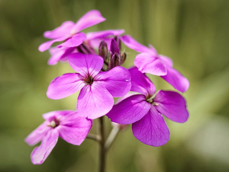 Phlox by Rob Boon