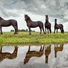 Junge Friesenpferde in Lemmer von Frans Lemmens