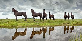 Young Friesian horses at Lemmer