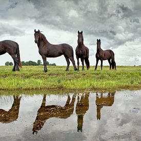 Jonge Friese paarden bij Lemmer van Frans Lemmens