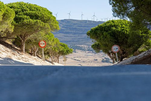 Een weg met pijnbomen en een duin, Duna de Valdevaqueros, Tarifa, Andalusië, Spanje