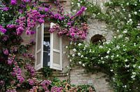 Bougainville en Italiaanse Jasmijn 