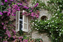 Bougainville et jasmin italien  sur Remco Swiers