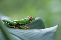 Coole kikker, Roodvoetmaki kikker, groene boomkikker Costa Rica
