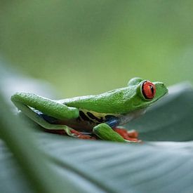 Cool frog, red-eyed lemur frog, green tree frog Costa Rica by Mirjam Welleweerd