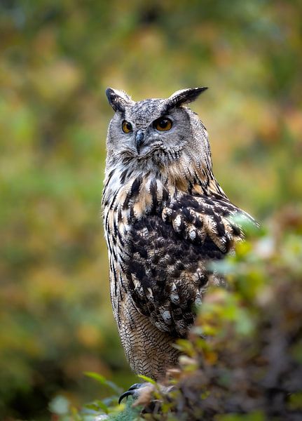 Close-up of an eagle owl by ManfredFotos