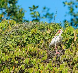 Witte ibis van Maarten Verhees