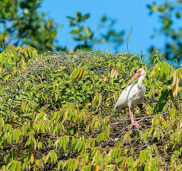 Witte ibis von Maarten Verhees