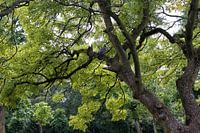 Een vogel in het Vondelpark
