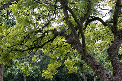 A bird in the Vondelpark