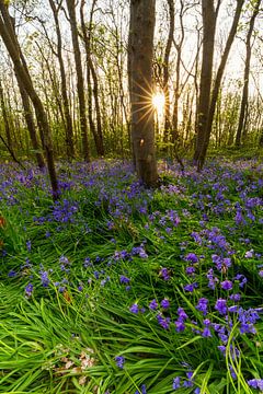 Boshyacinthes sur Texel au coucher du soleil sur Paul Weekers Fotografie