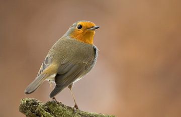 Roodborst van Wim Wilmers