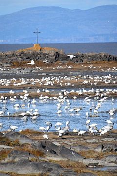 Snow geese on the river by Claude Laprise