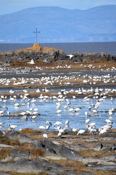 Snow geese on the river by Claude Laprise